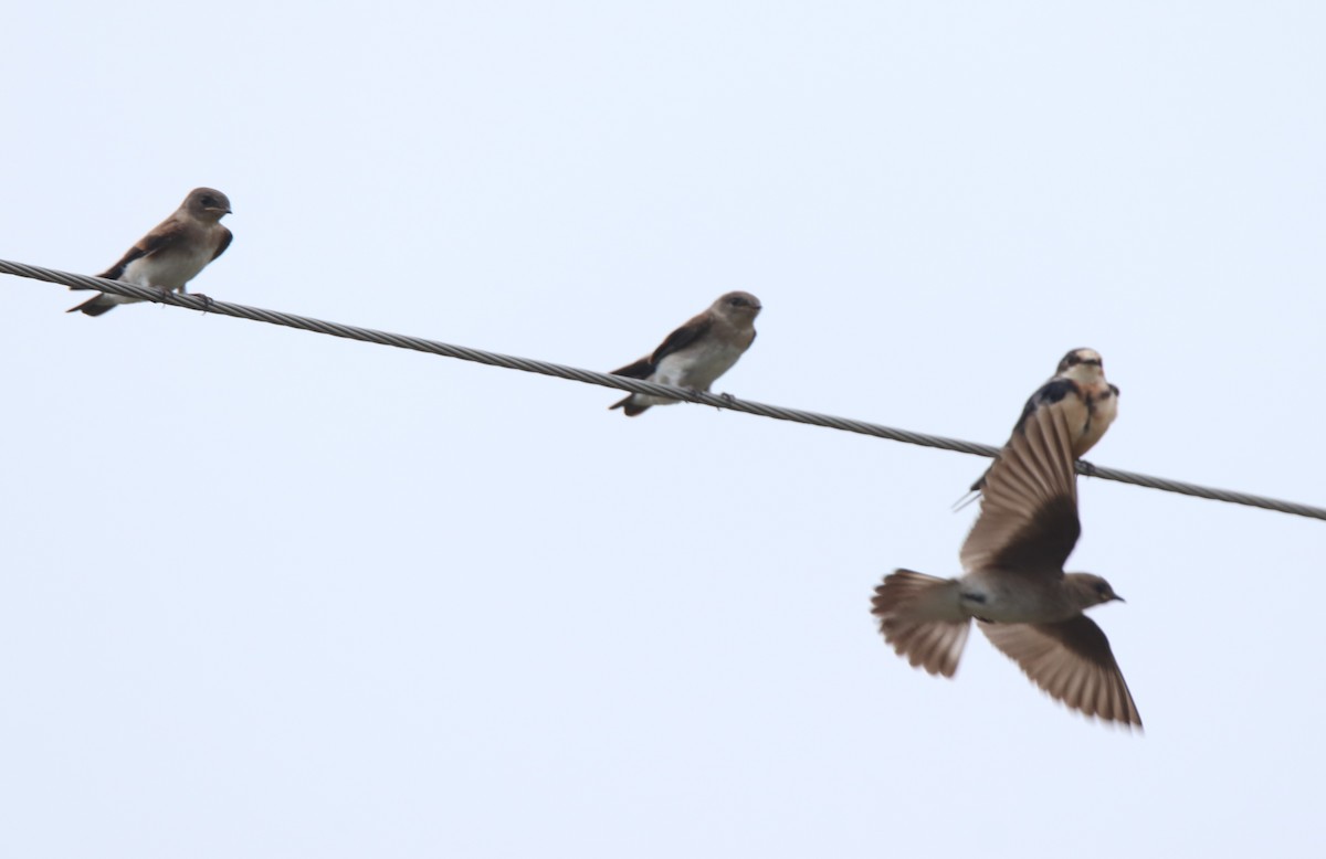 Northern Rough-winged Swallow - ML619527127