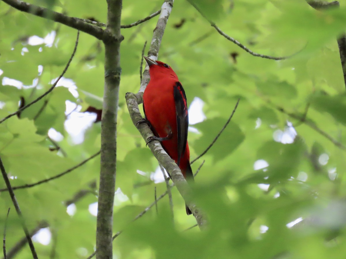 Scarlet Tanager - ML619527137