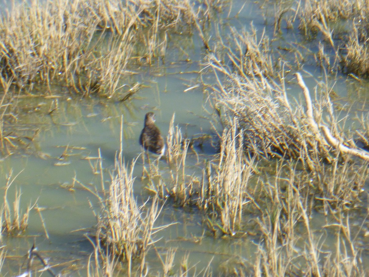 Long-billed Dowitcher - ML619527139