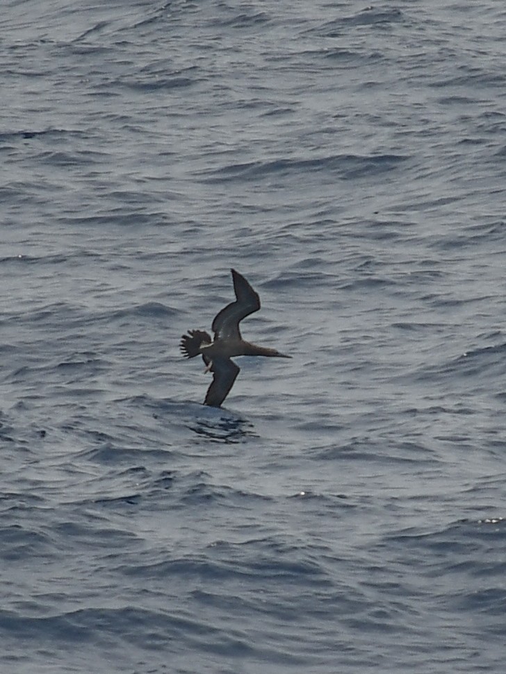 Brown Booby - ML619527146