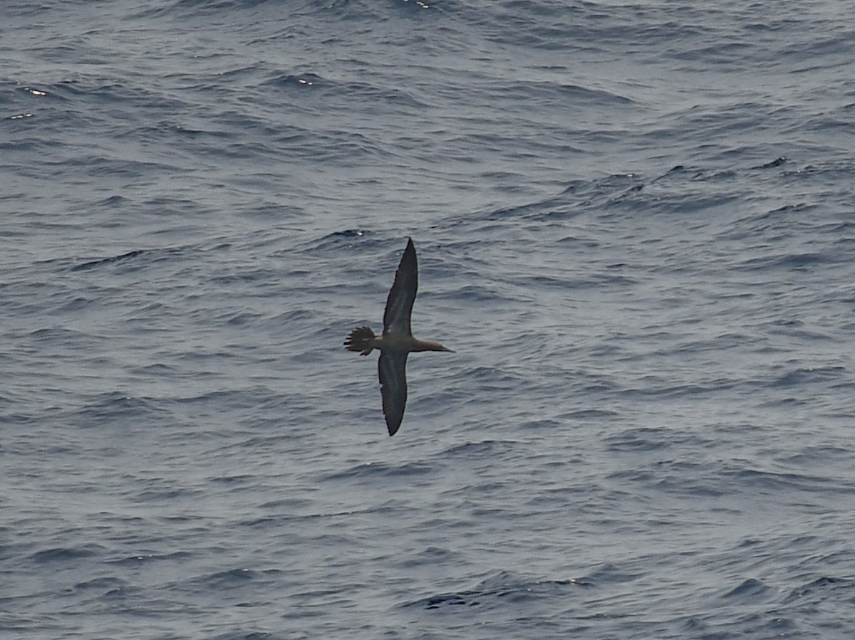 Brown Booby - ML619527149