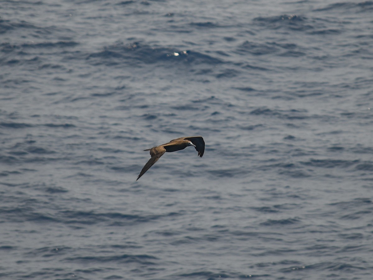 Brown Booby - ML619527150
