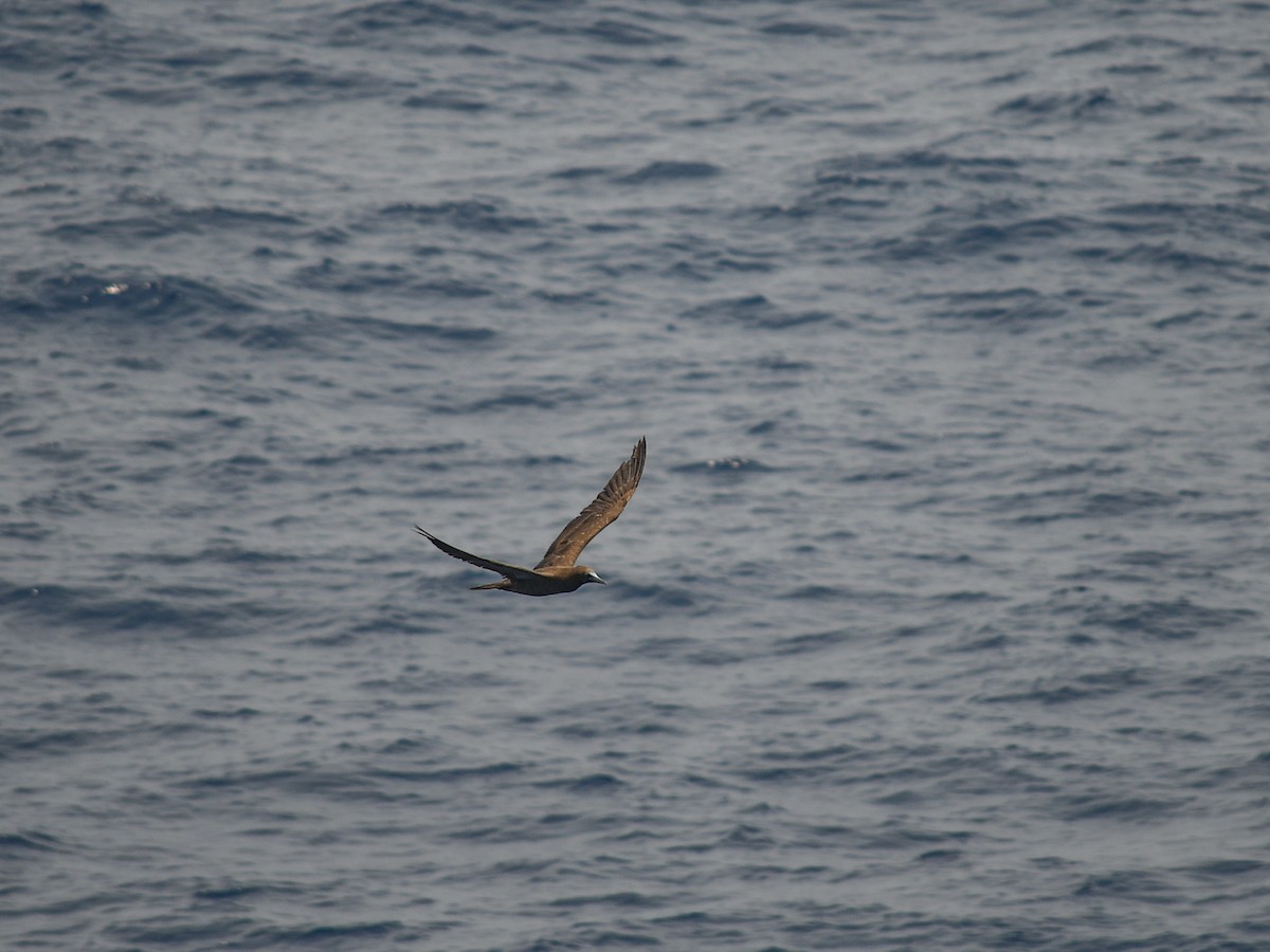 Brown Booby - ML619527152
