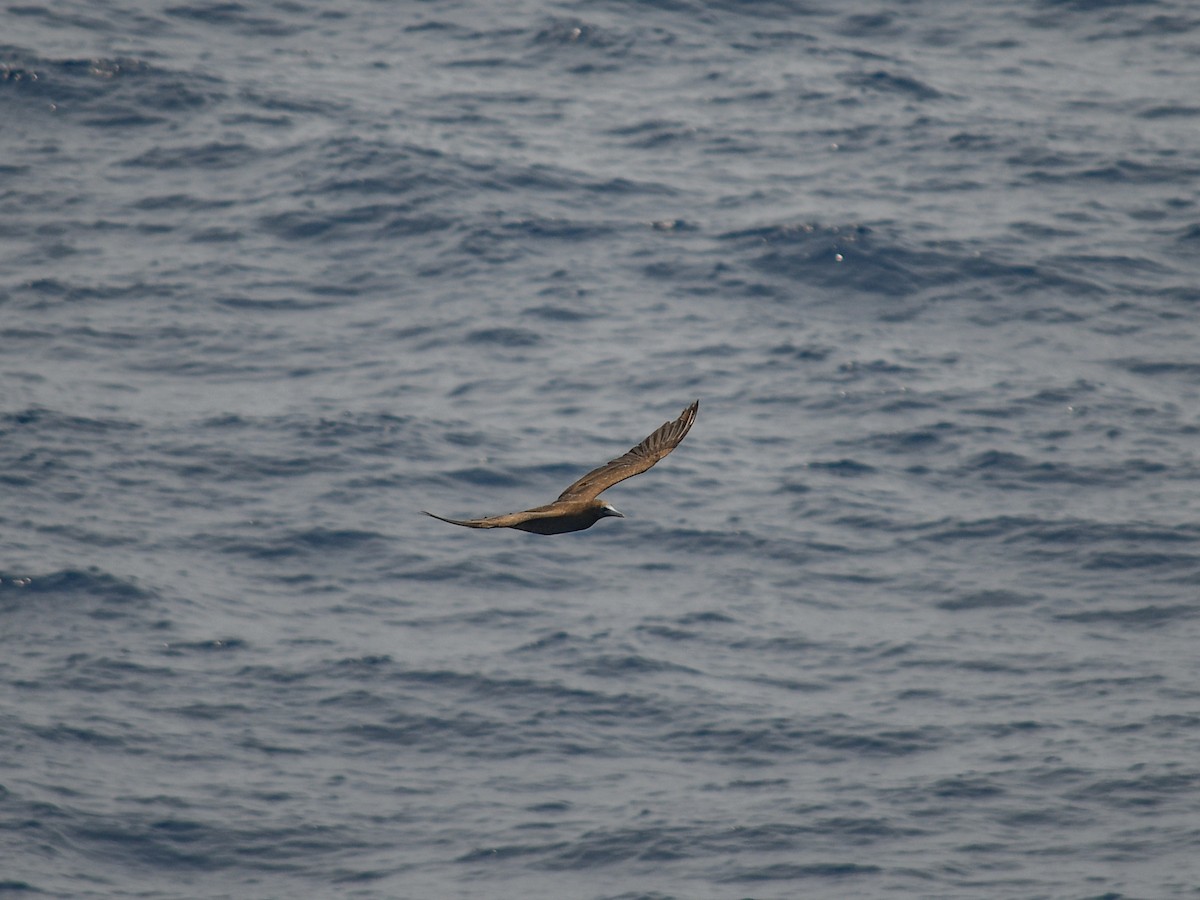 Brown Booby - ML619527154
