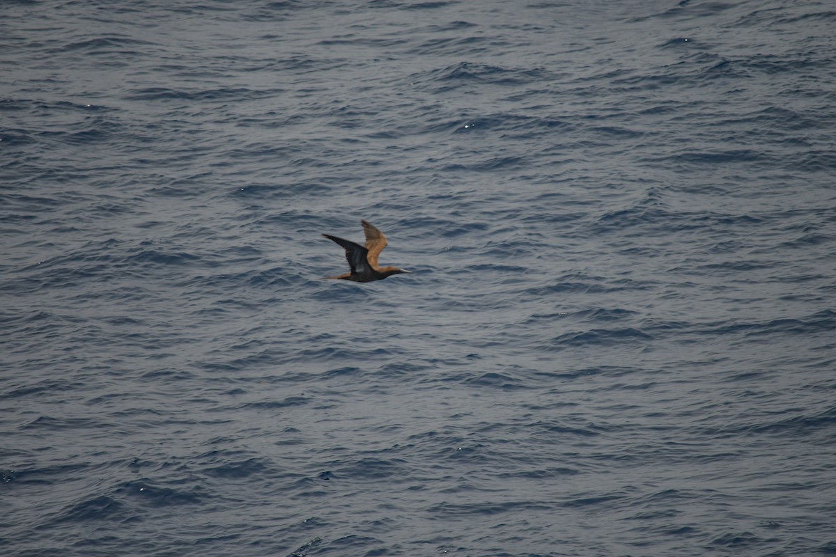 Brown Booby - ML619527157