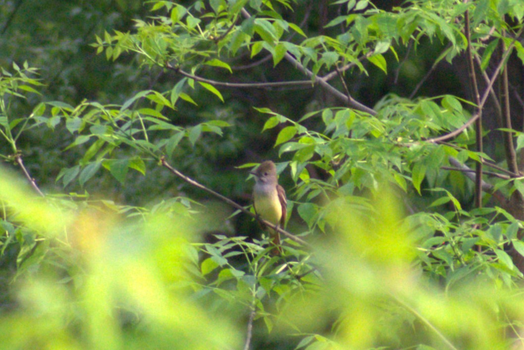 Great Crested Flycatcher - ML619527184