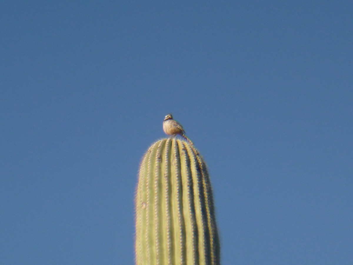 Troglodyte des cactus - ML619527214