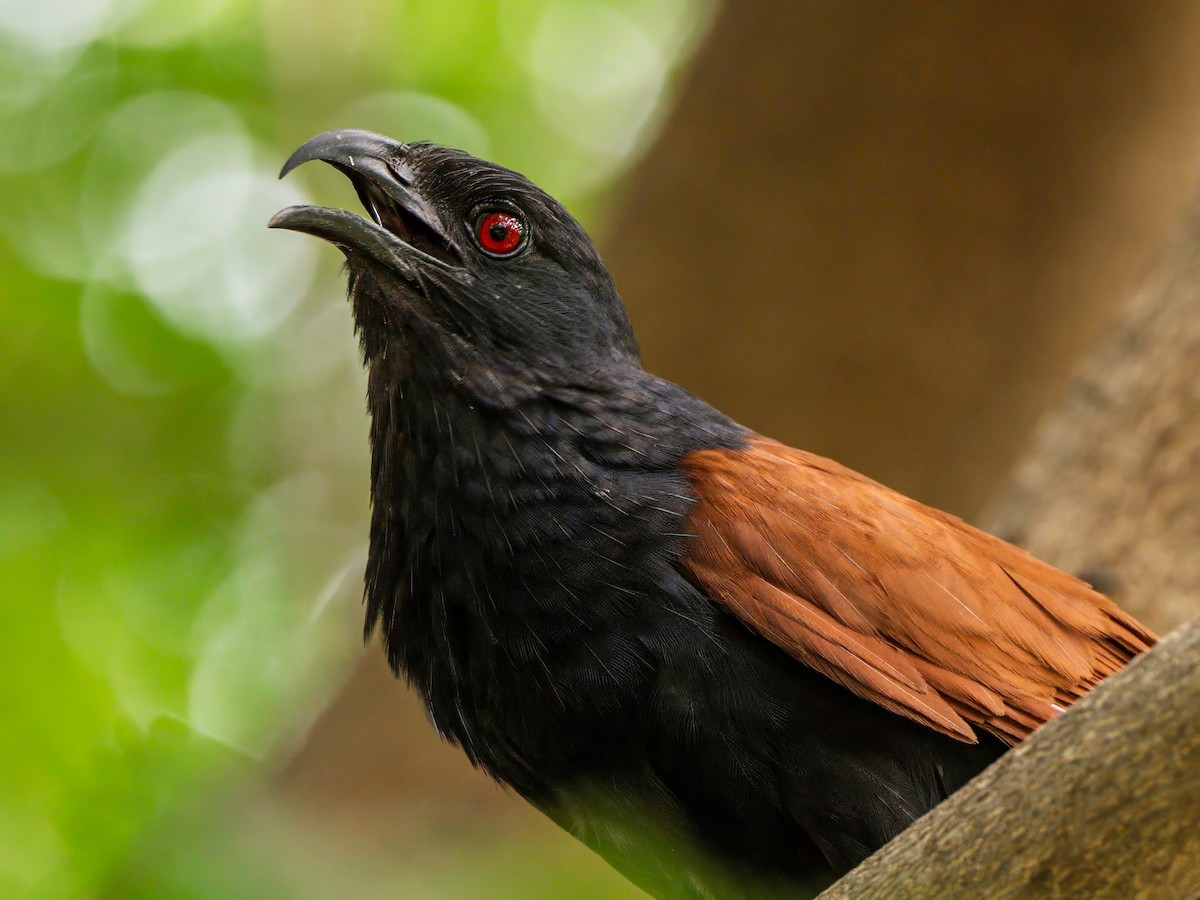 Greater Coucal - ML619527223