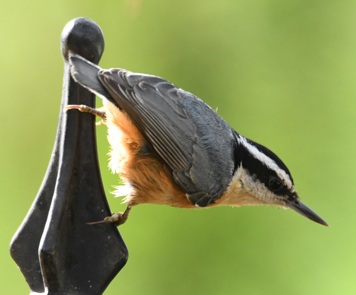 Red-breasted Nuthatch - ML619527244