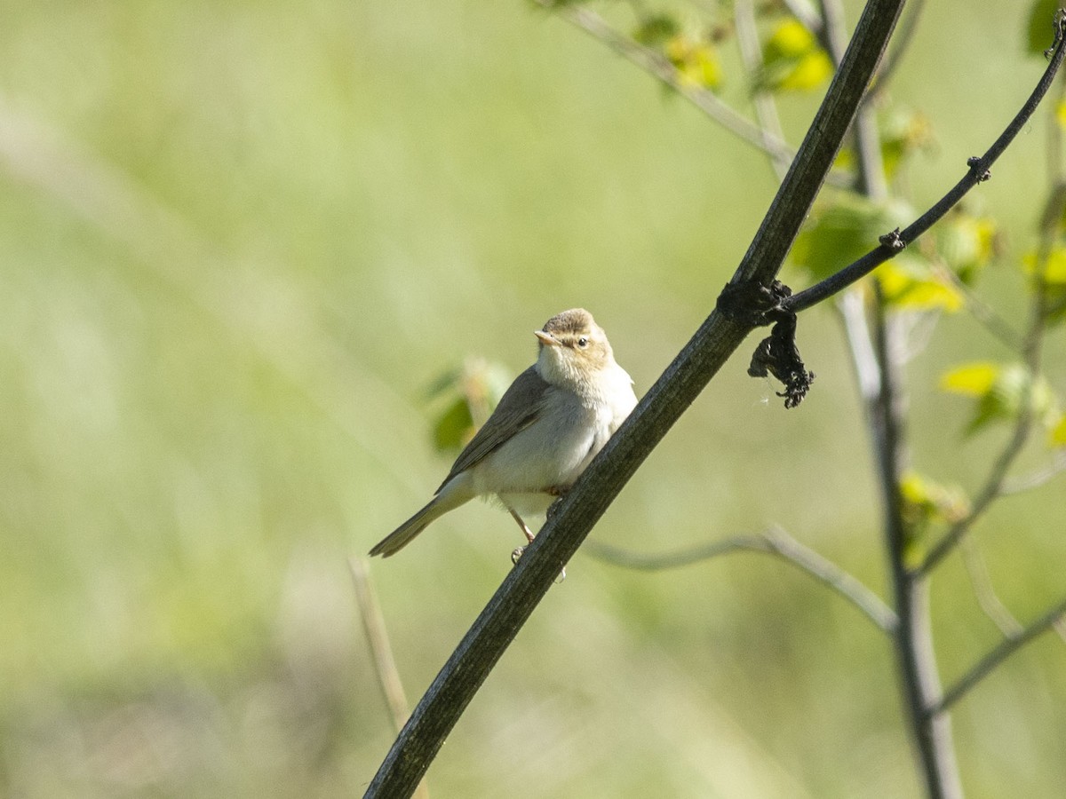 Booted Warbler - ML619527300