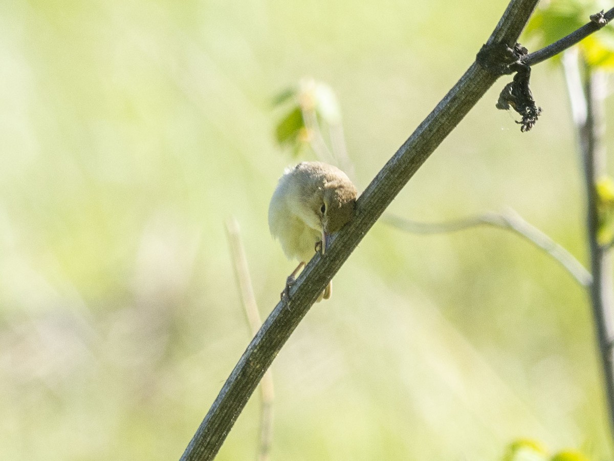 Booted Warbler - ML619527302