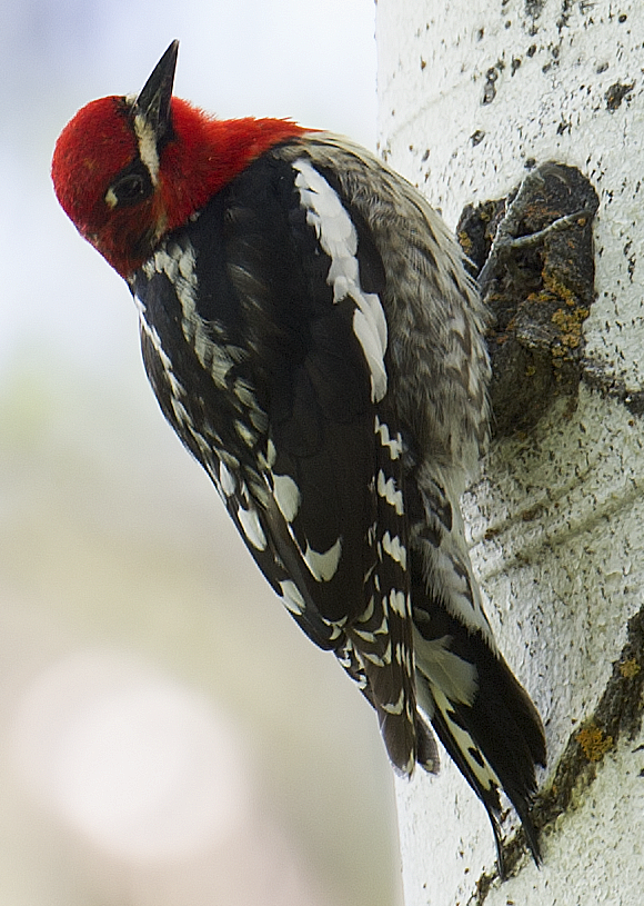Red-breasted Sapsucker - ML619527315
