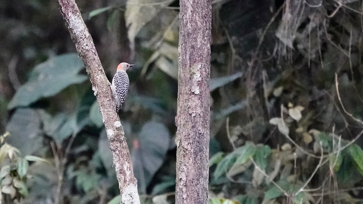 Red-crowned Woodpecker - ML619527345
