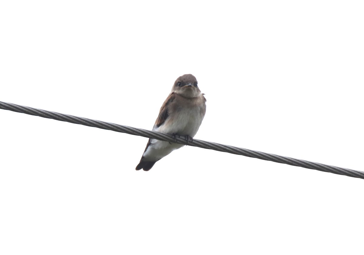 Northern Rough-winged Swallow - ML619527398