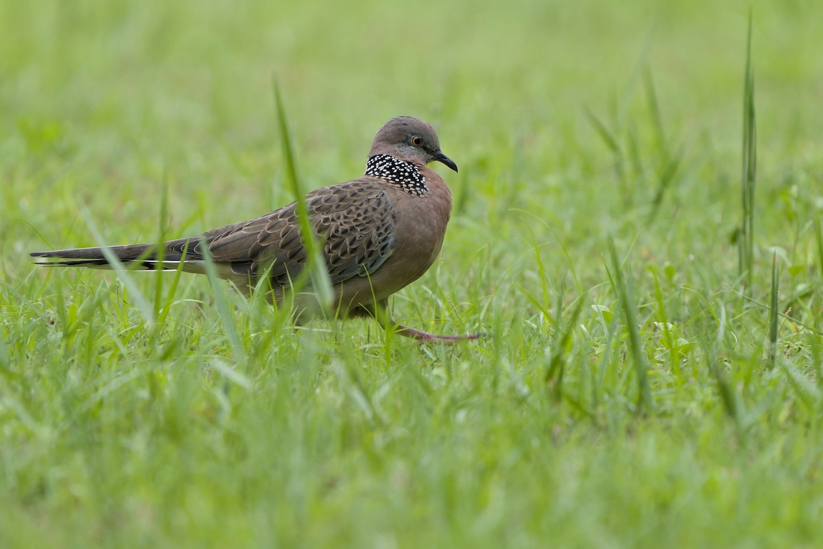 Spotted Dove (Eastern) - ML619527402