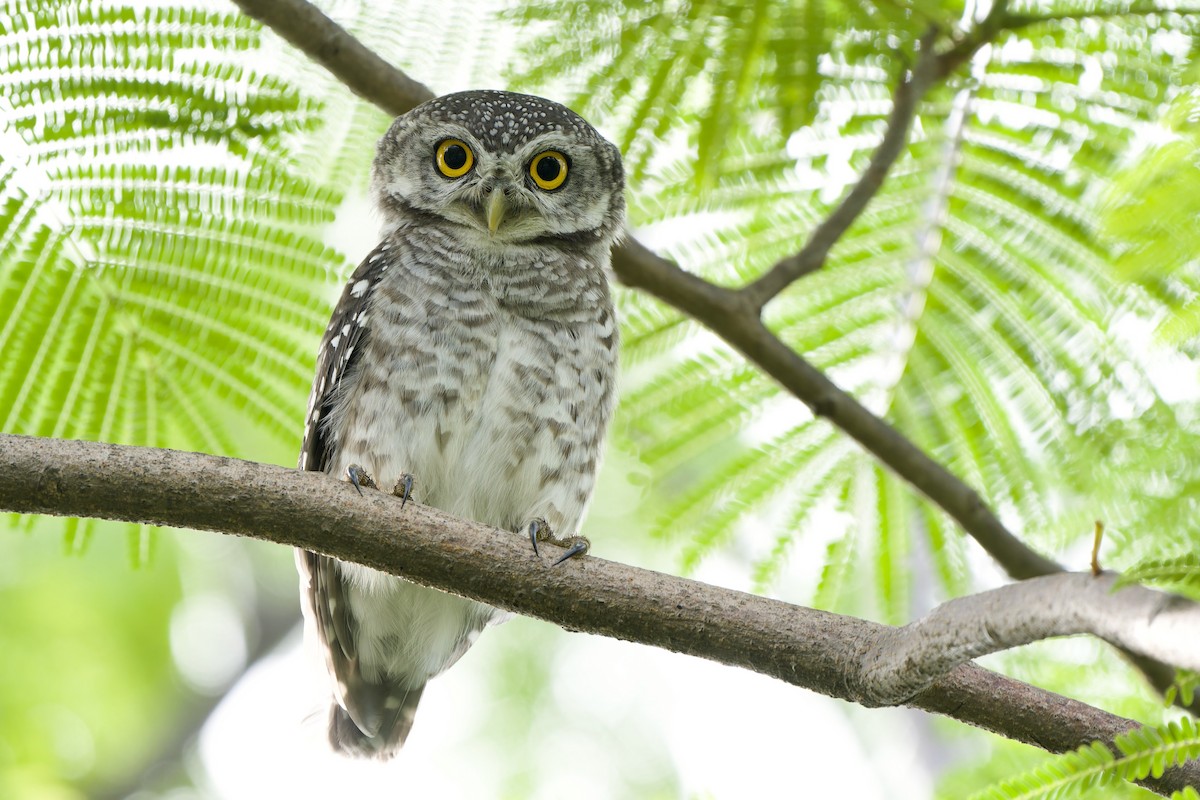 Spotted Owlet - ML619527436