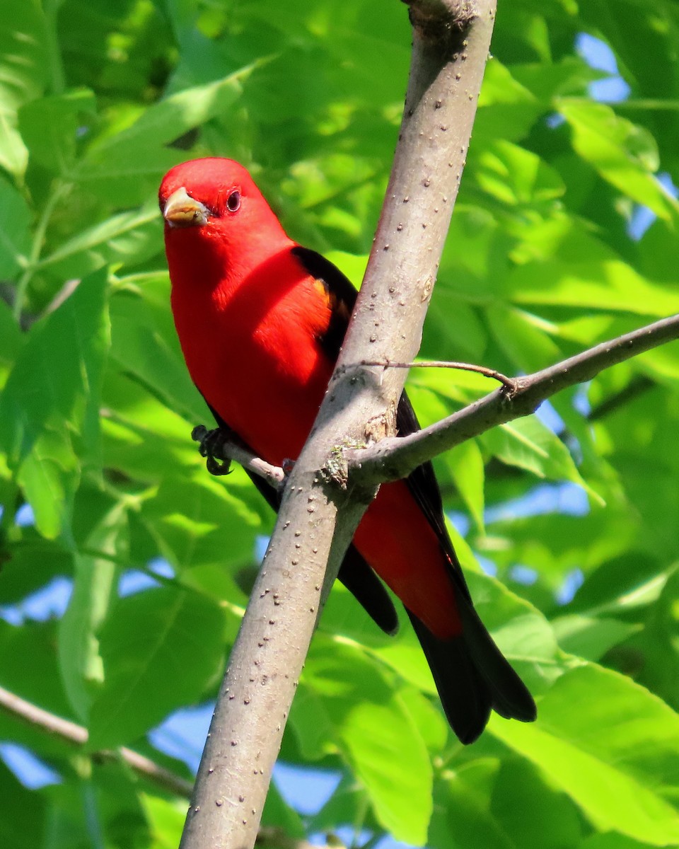 Scarlet Tanager - ML619527442