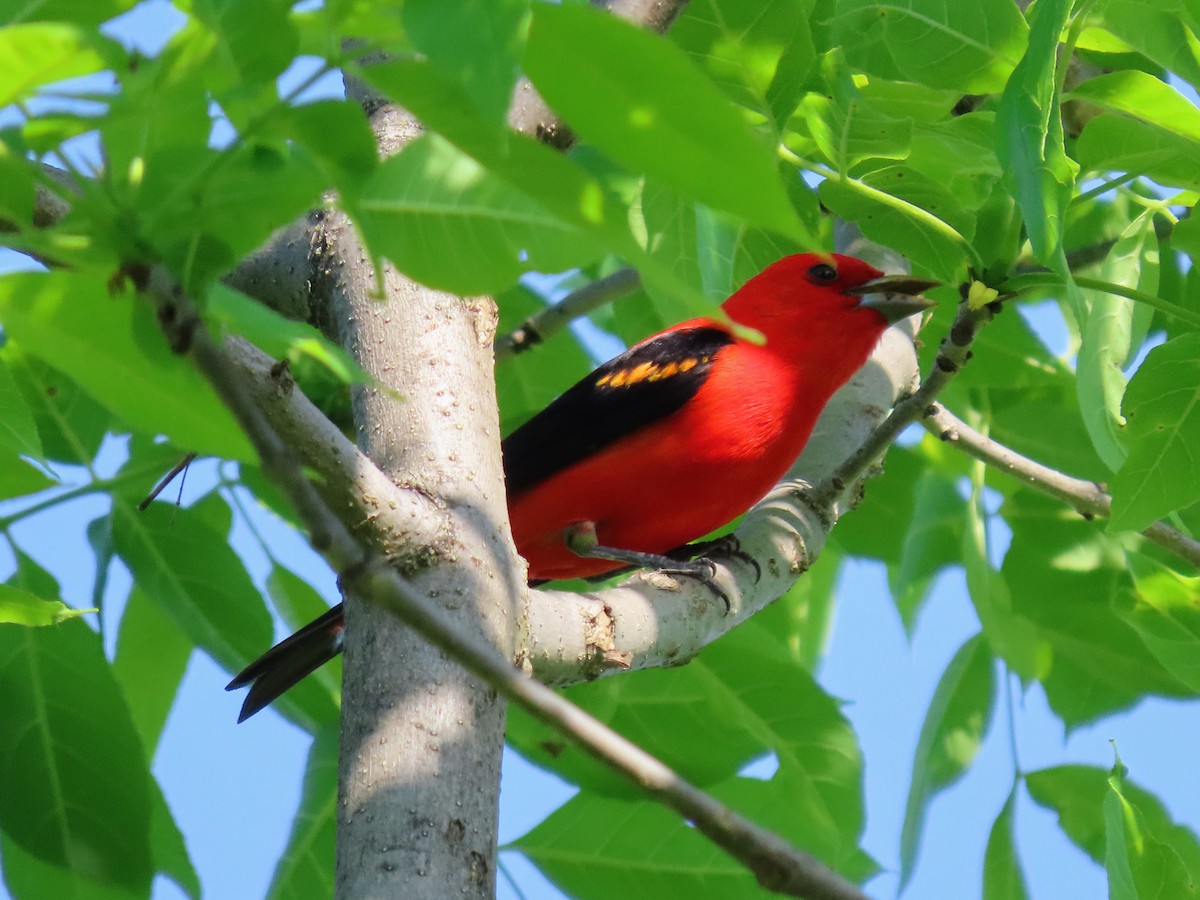 Scarlet Tanager - ML619527449