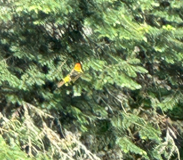 Western Tanager - ML619527514