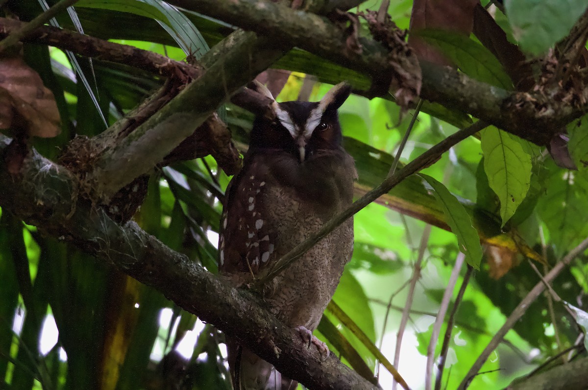 Crested Owl - ML619527522