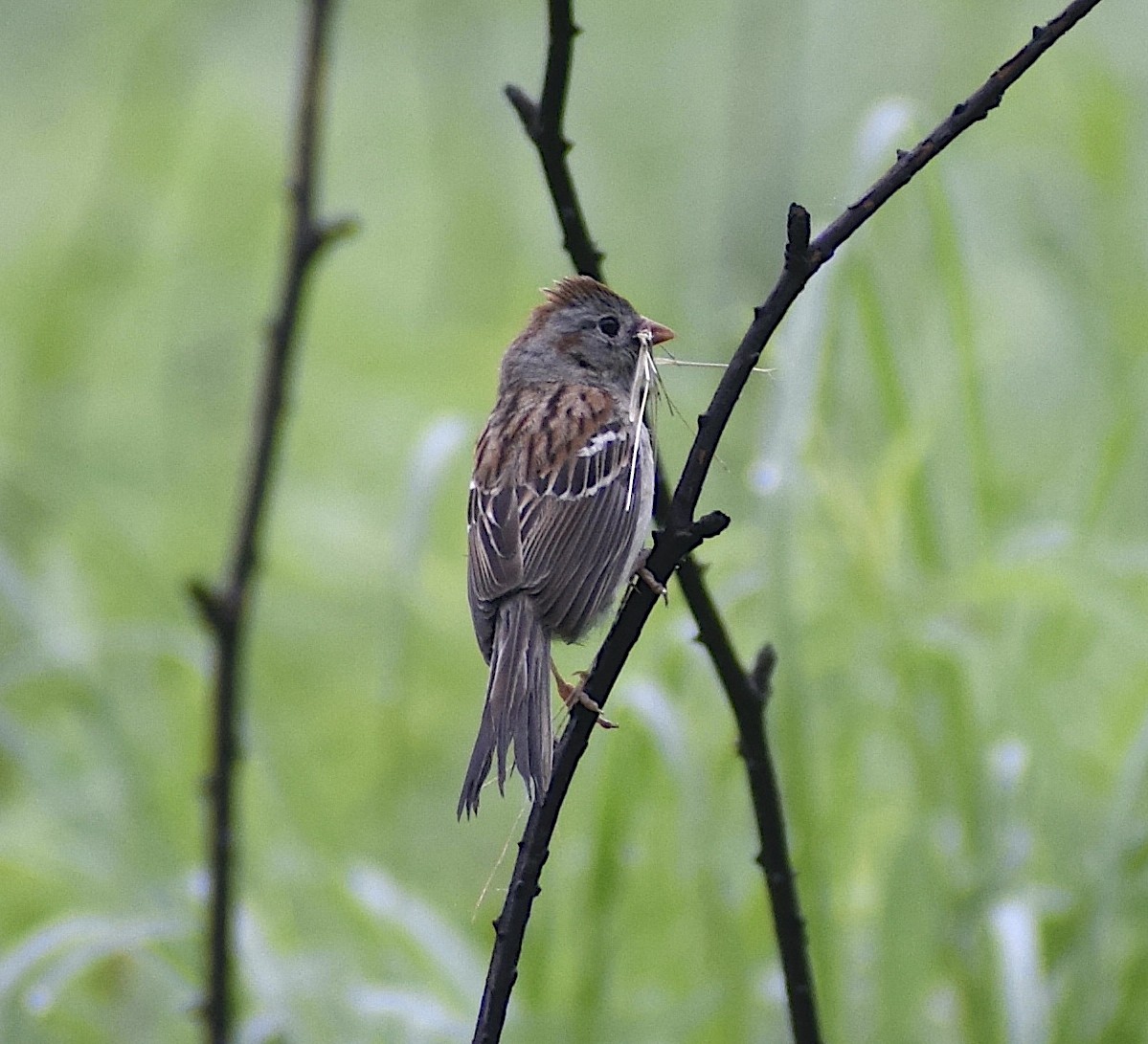 Field Sparrow - ML619527570