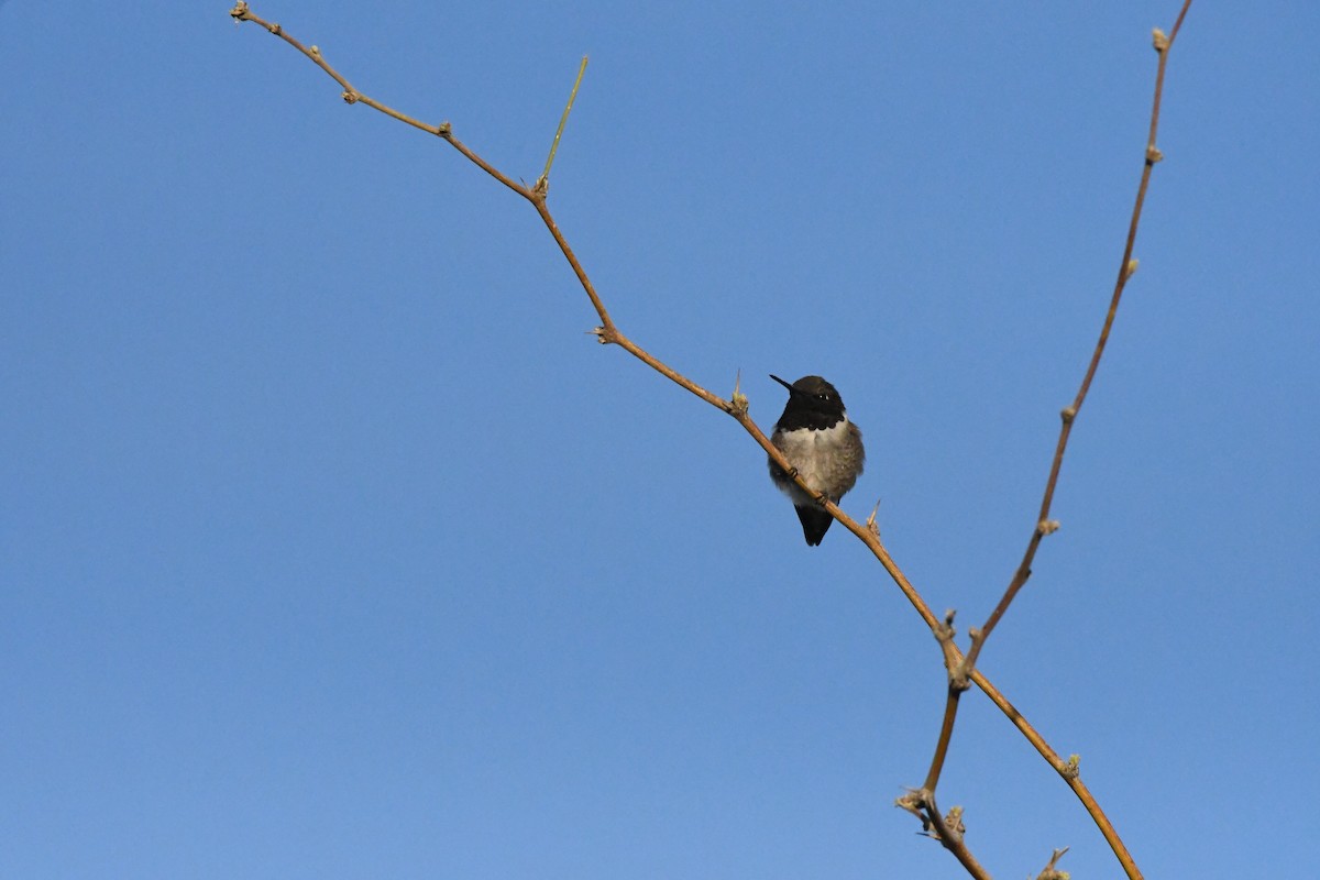 Black-chinned Hummingbird - ML619527584