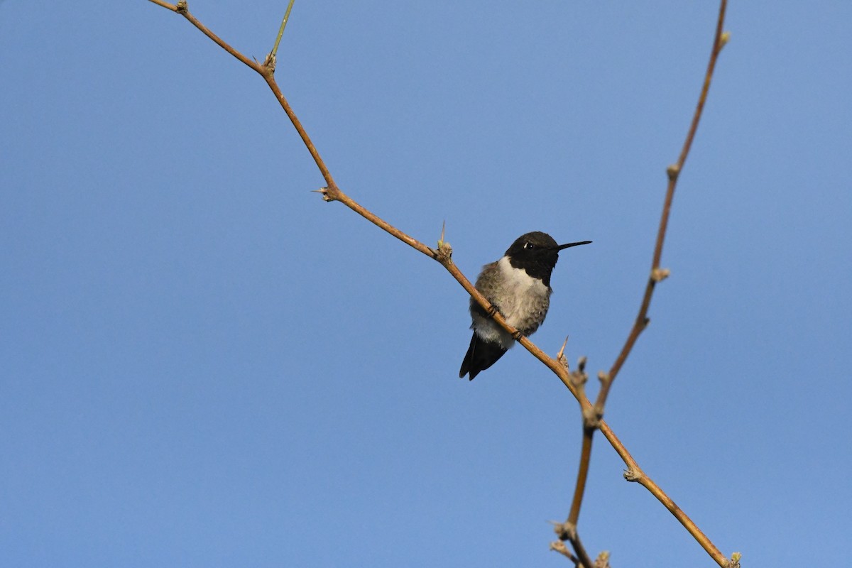 Black-chinned Hummingbird - ML619527585