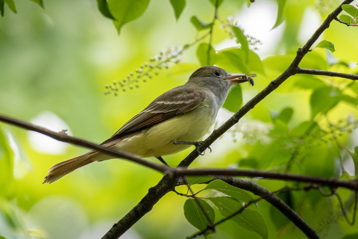Great Crested Flycatcher - ML619527633