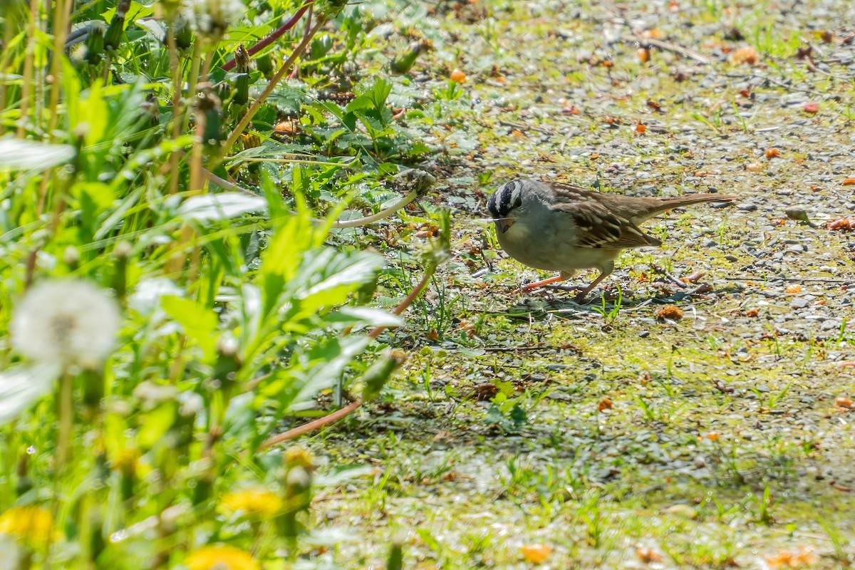 White-crowned Sparrow - ML619527724