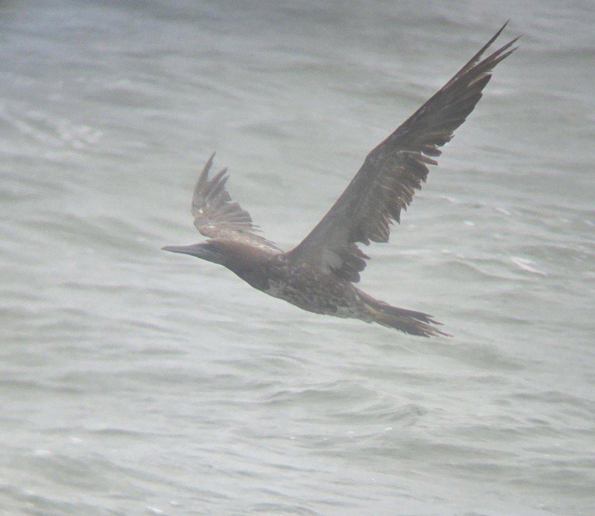 Brown Booby - ML619527788