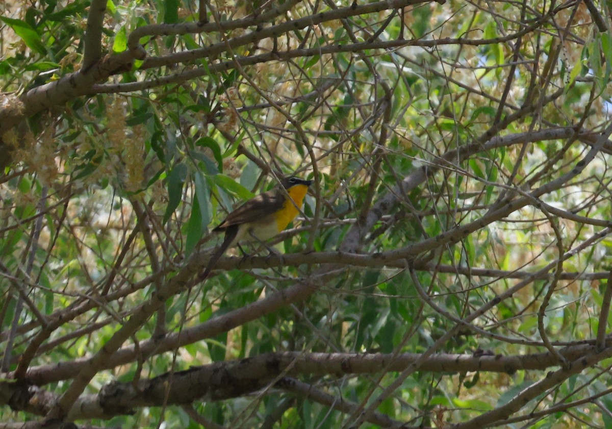 Yellow-breasted Chat - ML619527813