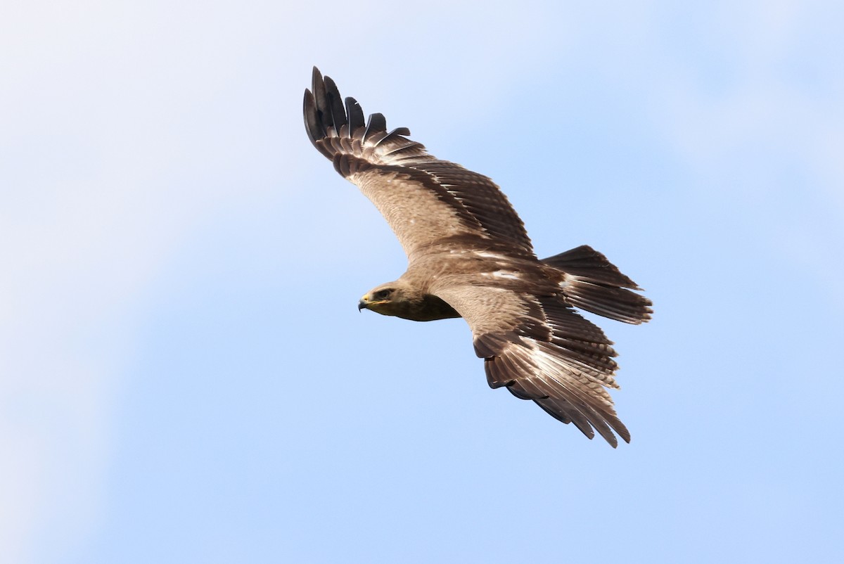 Lesser Spotted Eagle - ML619527816
