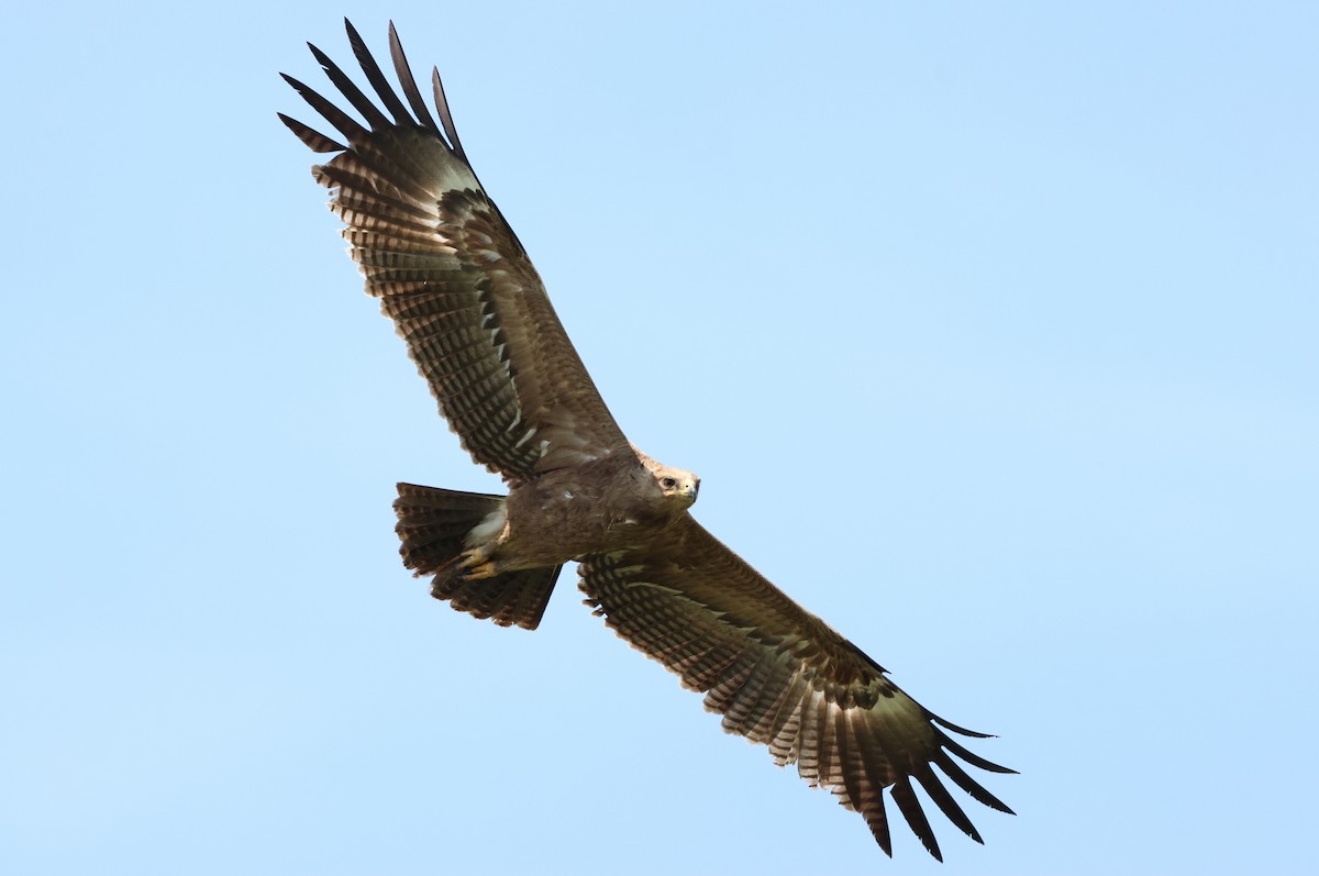 Lesser Spotted Eagle - ML619527821