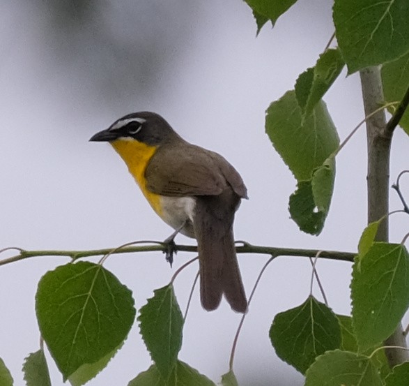 Yellow-breasted Chat - ML619527859
