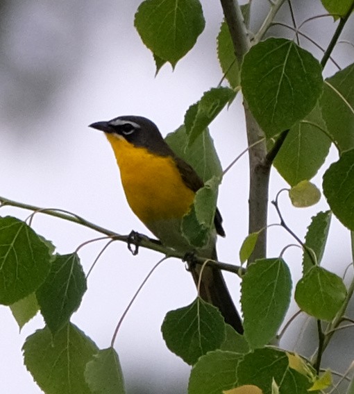 Yellow-breasted Chat - ML619527860
