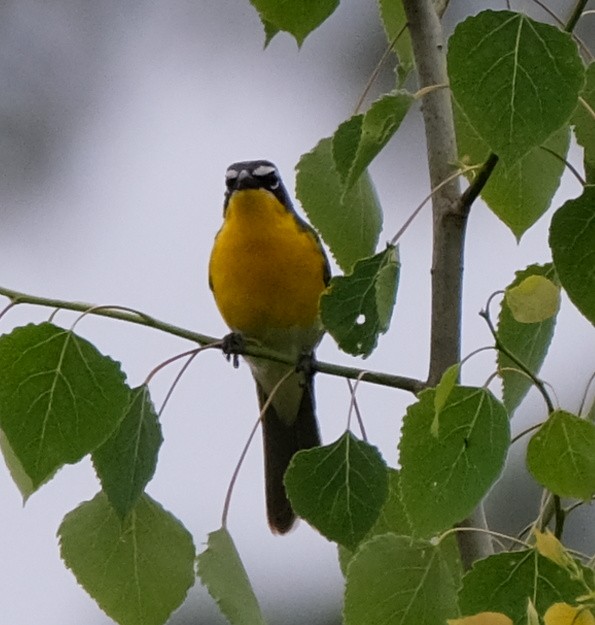 Yellow-breasted Chat - ML619527861