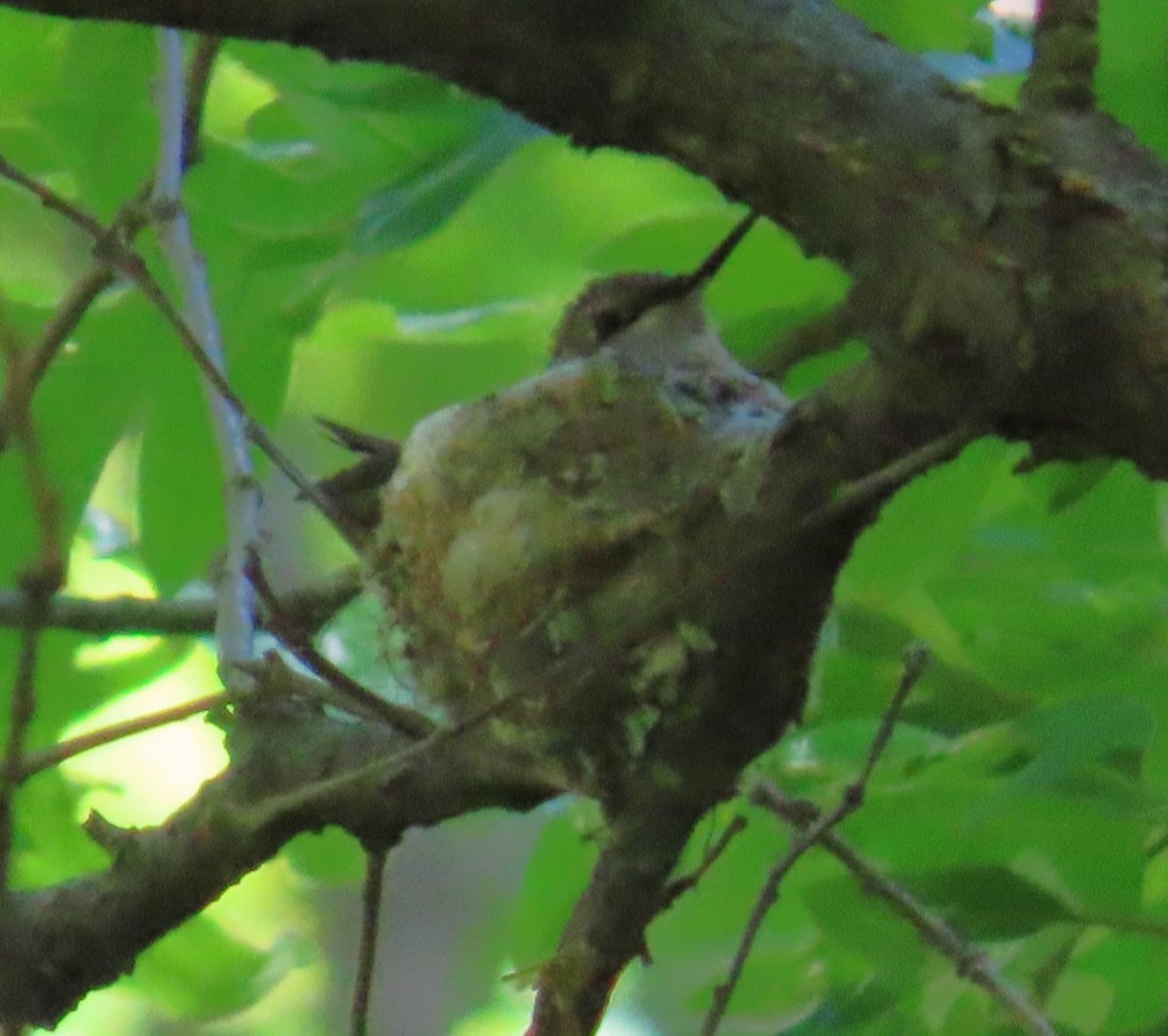 Black-chinned Hummingbird - ML619527901