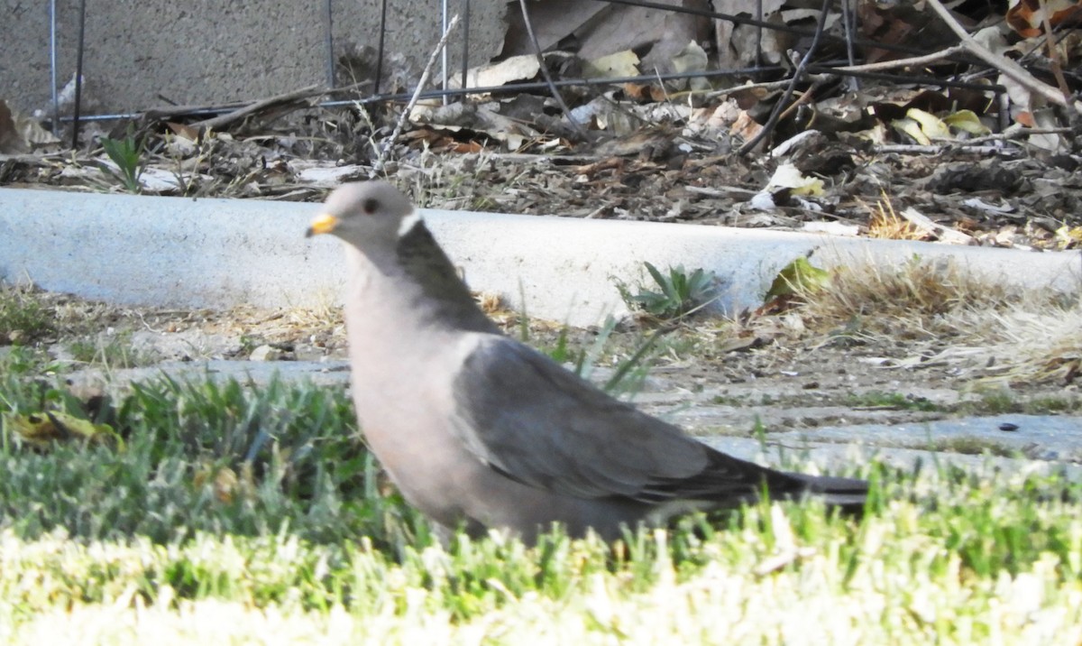 Pigeon à queue barrée - ML619527928