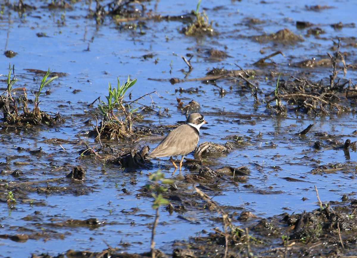 Semipalmated Plover - ML619527943
