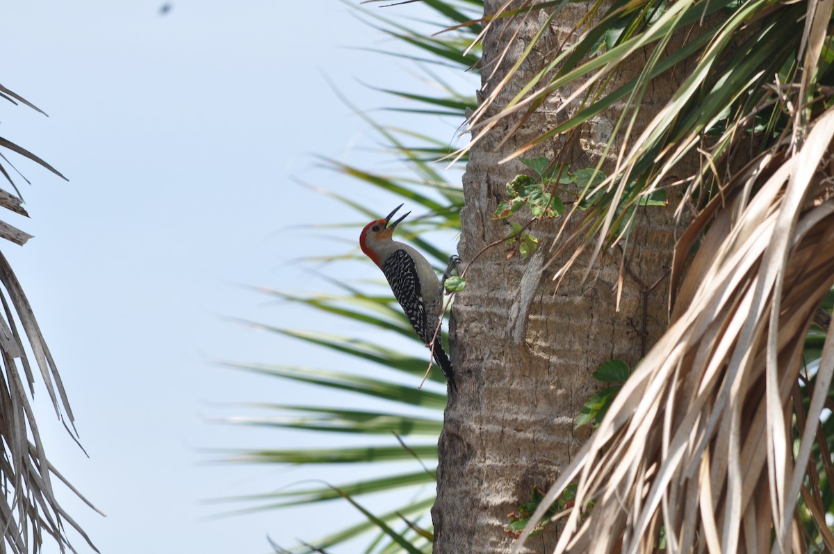 Red-bellied Woodpecker - ML619527963