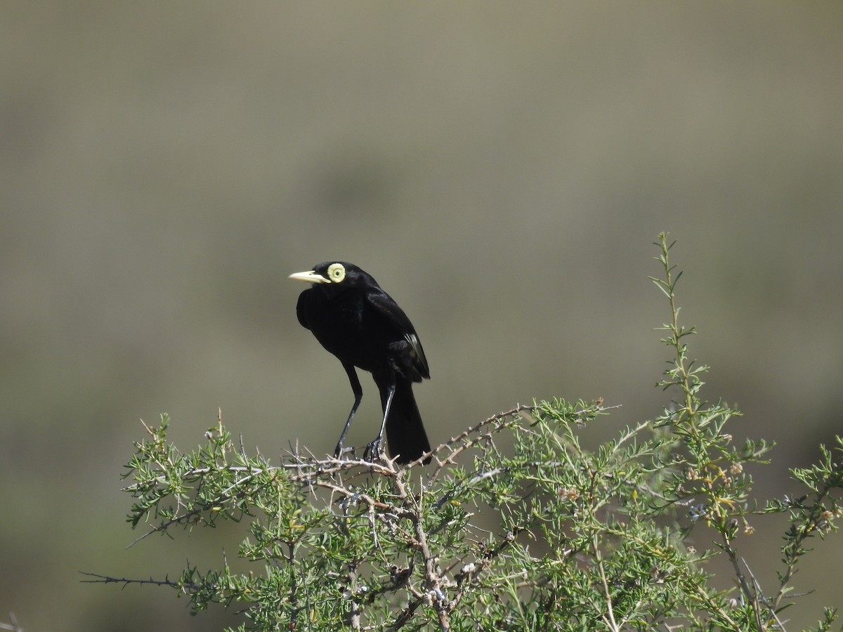Spectacled Tyrant - ML619527975