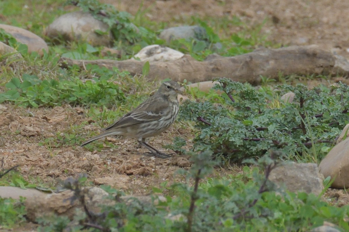 Water Pipit - ML619527990
