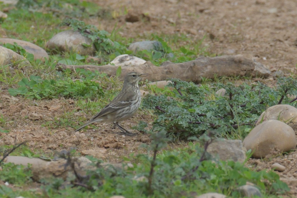 Water Pipit - ML619527991