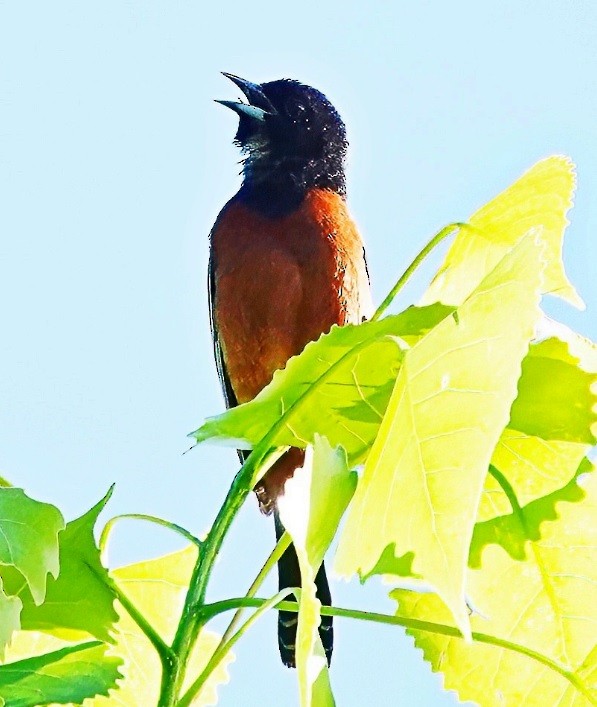 Orchard Oriole - ML619528016