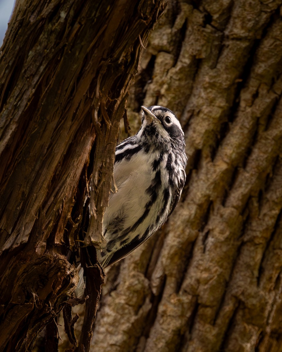 Black-and-white Warbler - ML619528041