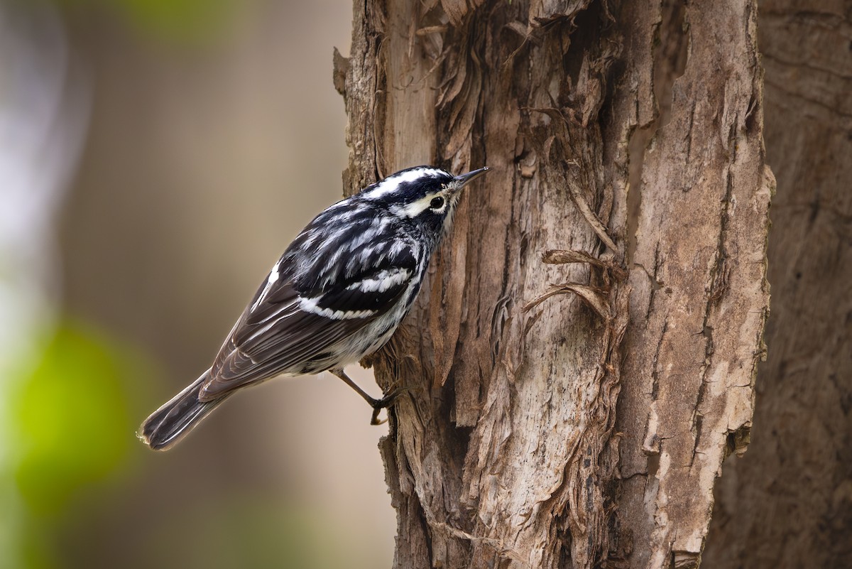 Black-and-white Warbler - ML619528042