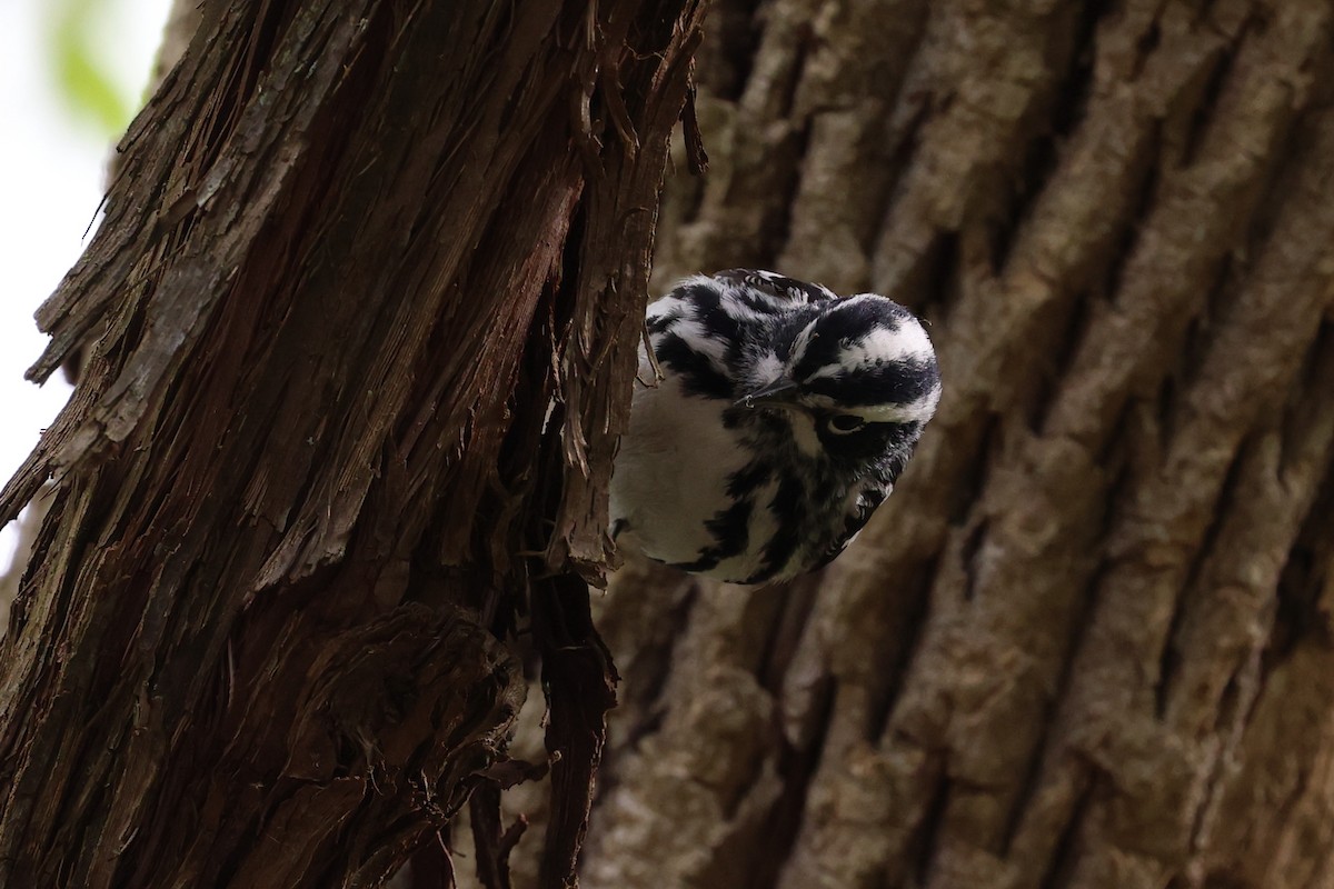 Black-and-white Warbler - ML619528074