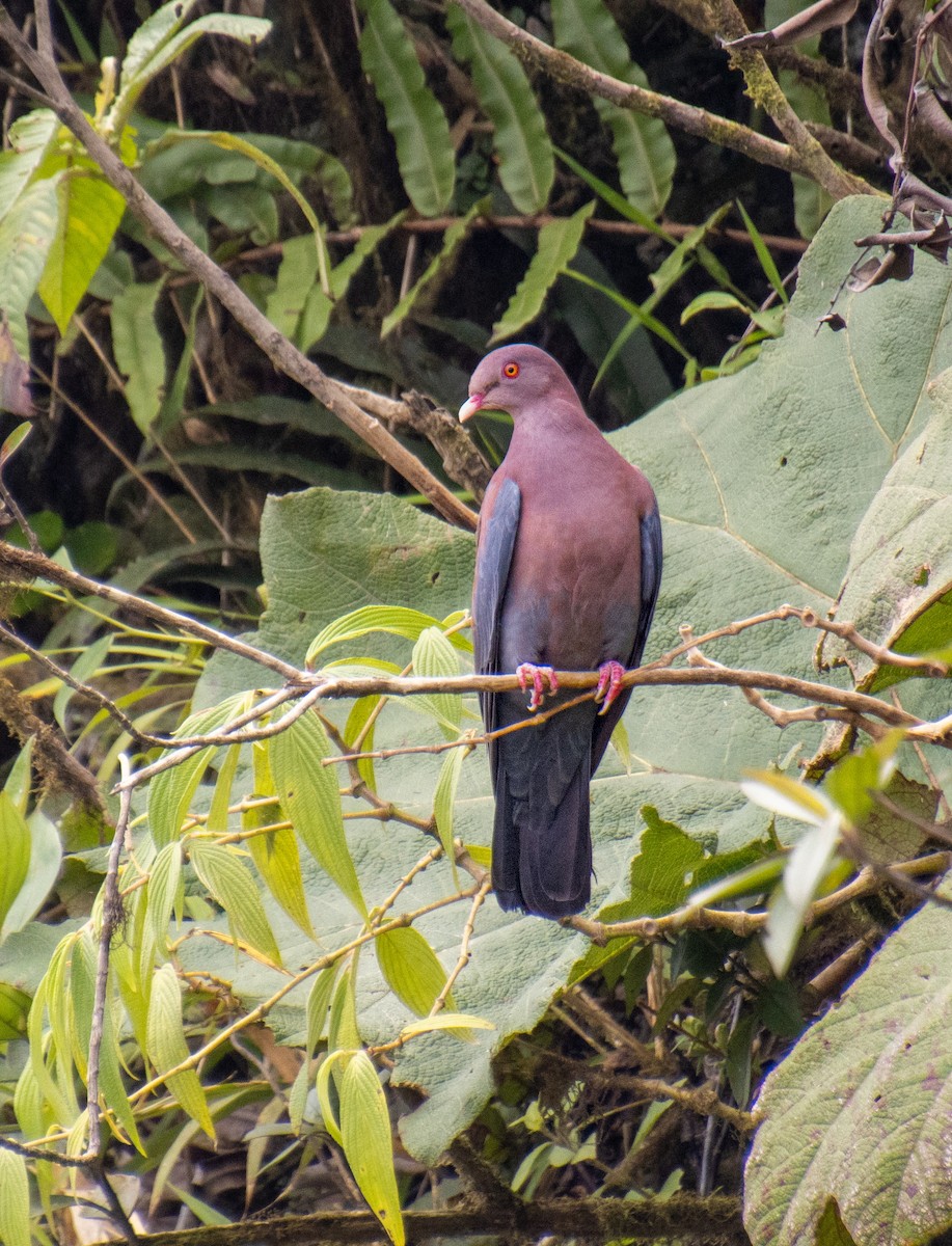 Pigeon à bec rouge - ML619528078