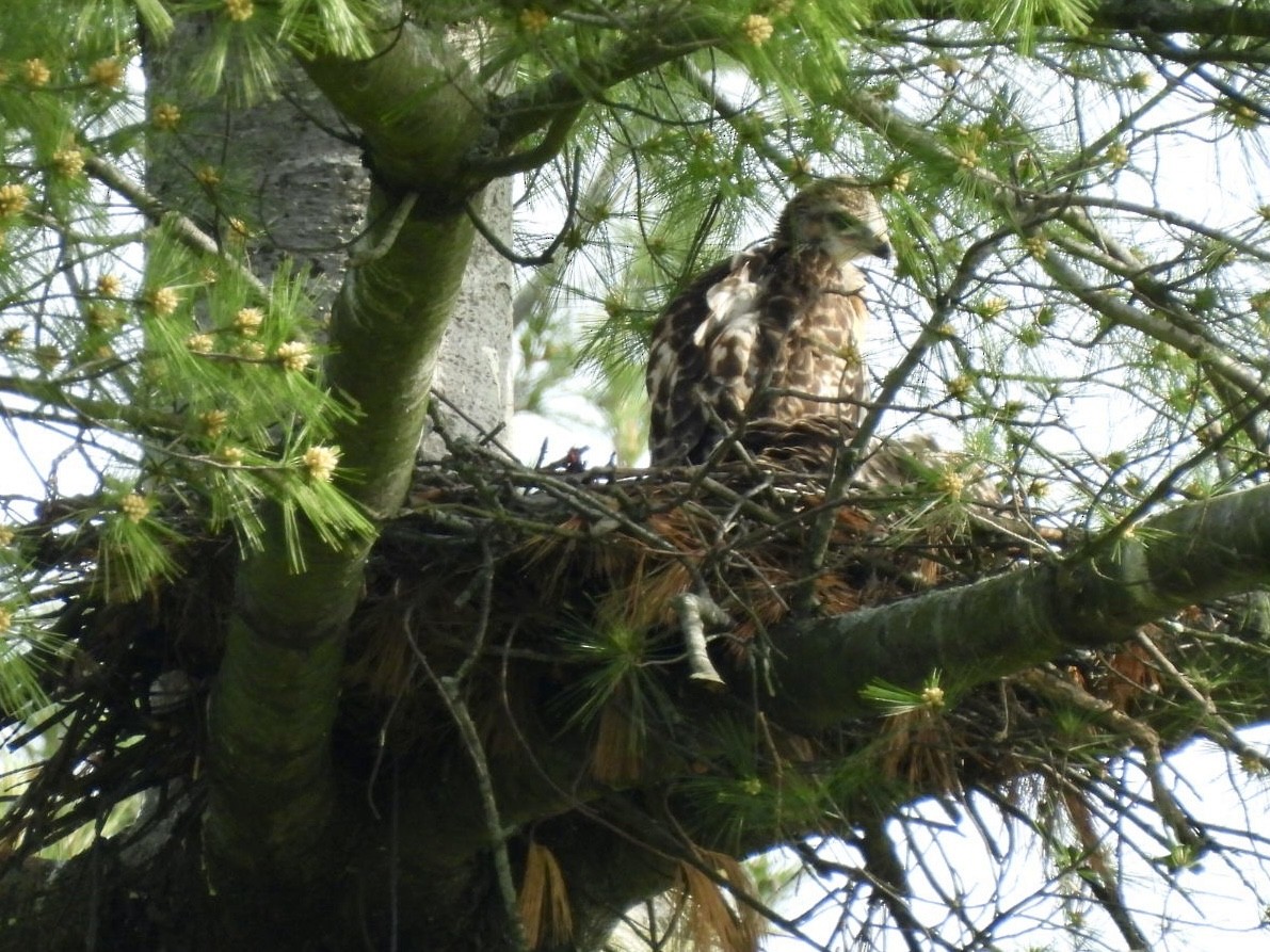Red-tailed Hawk - ML619528120