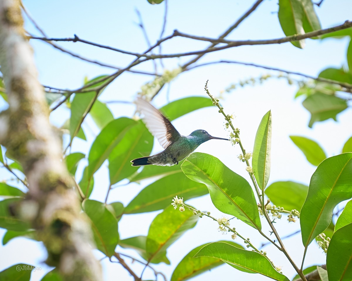 Blue-chested Hummingbird - ML619528143